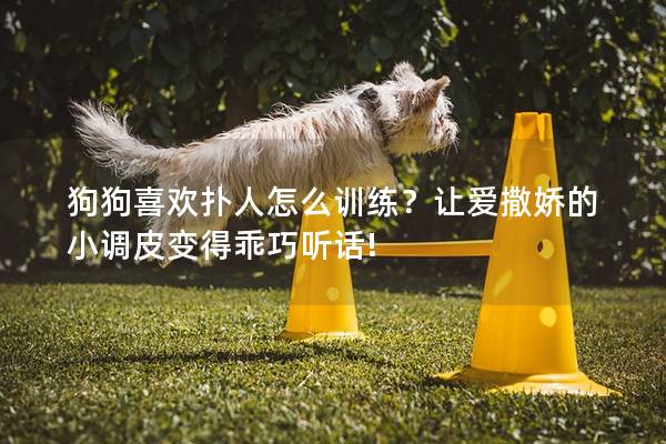 狗狗喜欢扑人怎么训练？让爱撒娇的小调皮变得乖巧听话!