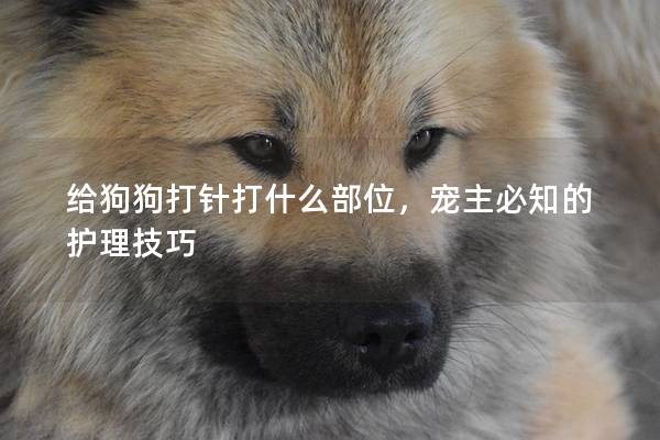 给狗狗打针打什么部位，宠主必知的护理技巧