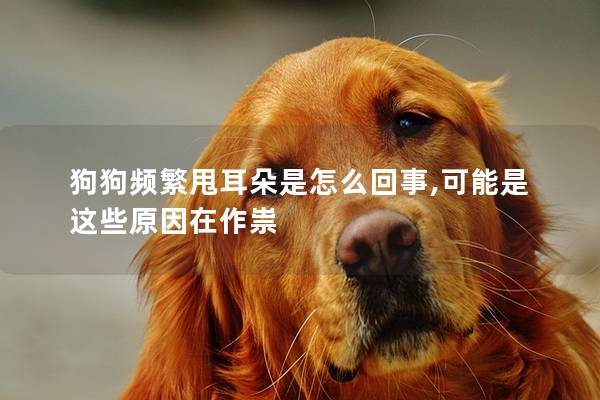 狗狗频繁甩耳朵是怎么回事,可能是这些原因在作祟