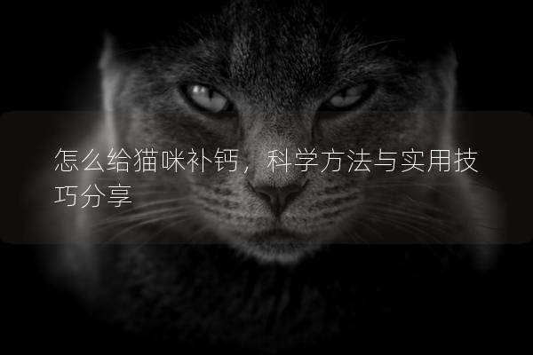 怎么给猫咪补钙，科学方法与实用技巧分享