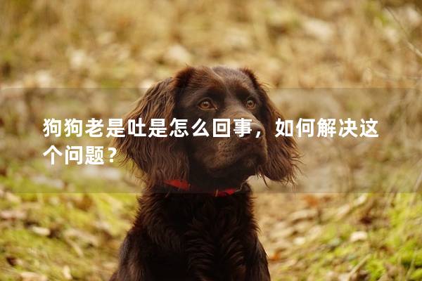 狗狗老是吐是怎么回事，如何解决这个问题？