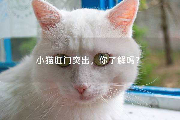 小猫肛门突出，你了解吗？