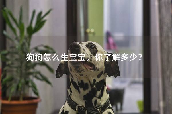 狗狗怎么生宝宝，你了解多少？