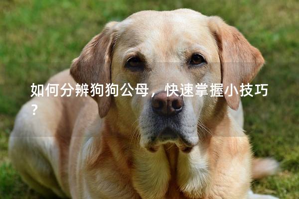 如何分辨狗狗公母，快速掌握小技巧？