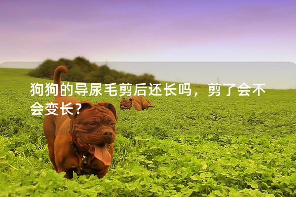狗狗的导尿毛剪后还长吗，剪了会不会变长？