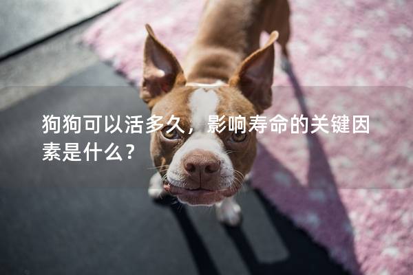 狗狗可以活多久，影响寿命的关键因素是什么？