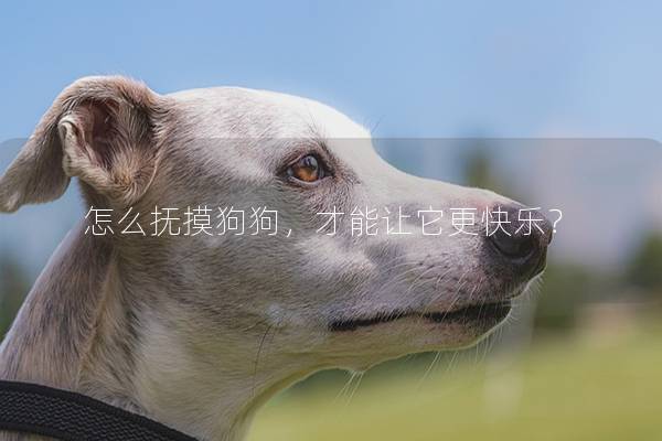 怎么抚摸狗狗，才能让它更快乐？