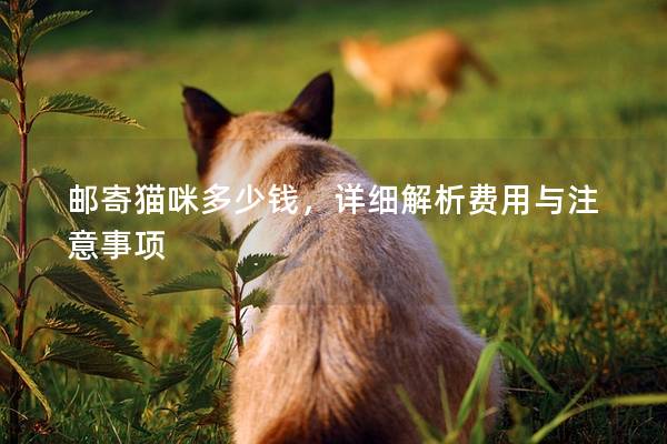 邮寄猫咪多少钱，详细解析费用与注意事项