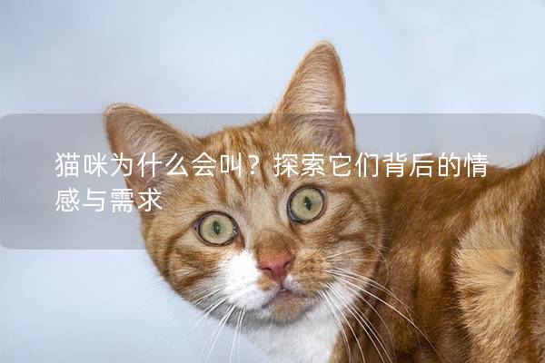 猫咪为什么会叫？探索它们背后的情感与需求
