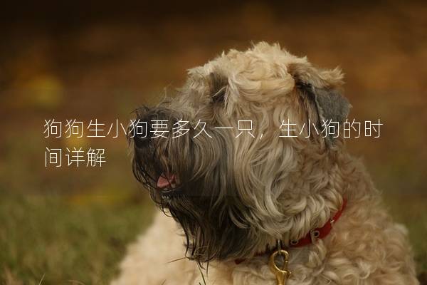 狗狗生小狗要多久一只，生小狗的时间详解