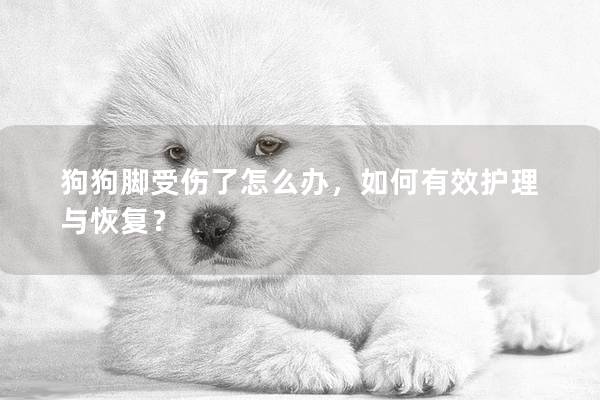 狗狗脚受伤了怎么办，如何有效护理与恢复？