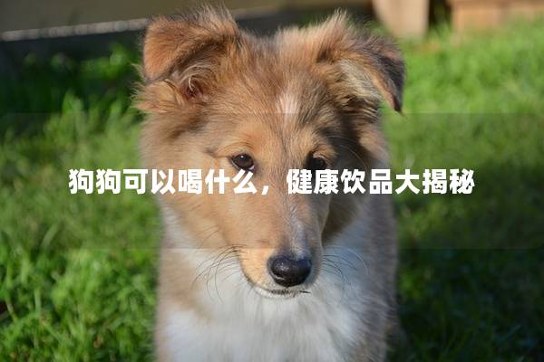 狗狗可以喝什么，健康饮品大揭秘