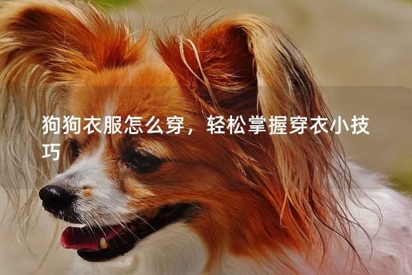 狗狗衣服怎么穿，轻松掌握穿衣小技巧
