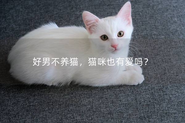 好男不养猫，猫咪也有爱吗？