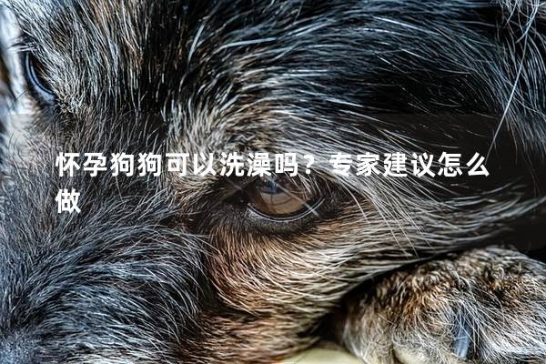 怀孕狗狗可以洗澡吗？专家建议怎么做
