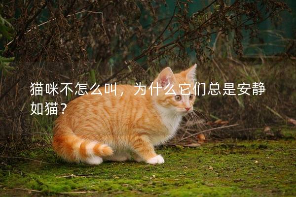 猫咪不怎么叫，为什么它们总是安静如猫？