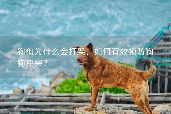 狗狗为什么会打架，如何有效预防狗狗冲突？