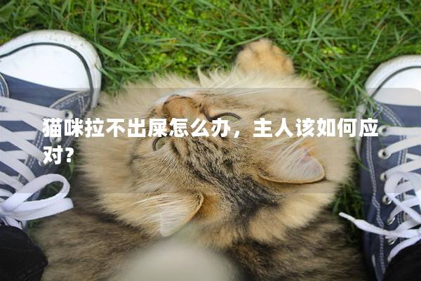 猫咪拉不出屎怎么办，主人该如何应对？