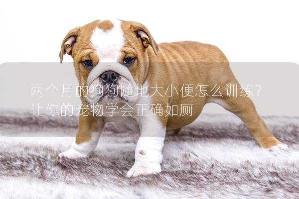 两个月的狗狗随地大小便怎么训练？让你的宠物学会正确如厕