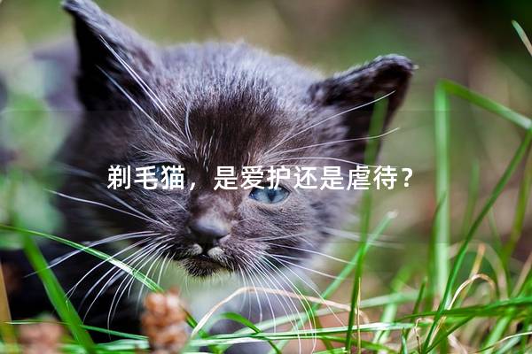 剃毛猫，是爱护还是虐待？