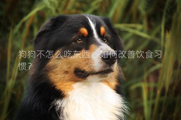 狗狗不怎么吃东西，如何改善饮食习惯？
