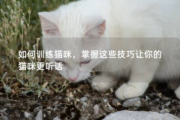 如何训练猫咪，掌握这些技巧让你的猫咪更听话