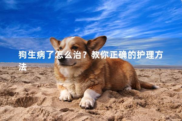 狗生病了怎么治？教你正确的护理方法