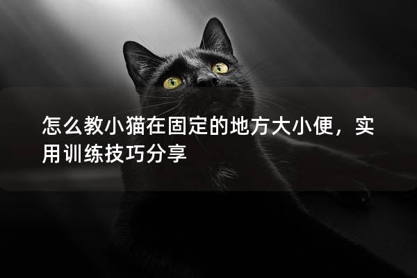 怎么教小猫在固定的地方大小便，实用训练技巧分享