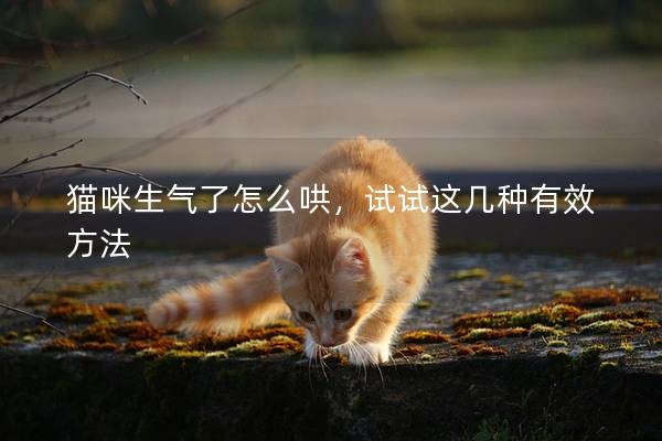 猫咪生气了怎么哄，试试这几种有效方法