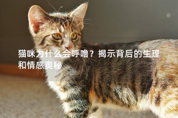 猫咪为什么会呼噜？揭示背后的生理和情感奥秘