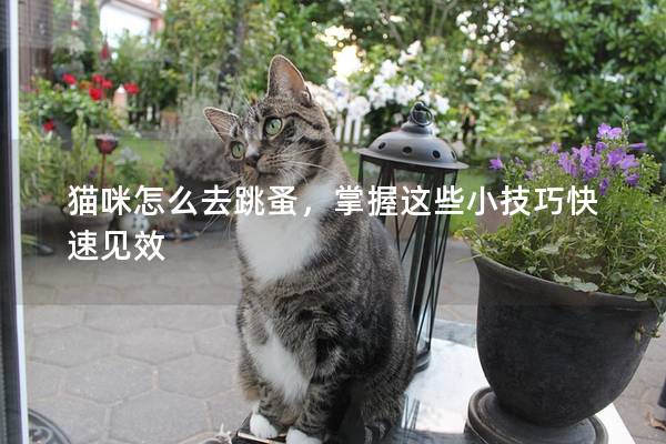 猫咪怎么去跳蚤，掌握这些小技巧快速见效