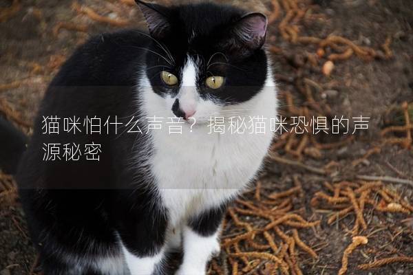 猫咪怕什么声音？揭秘猫咪恐惧的声源秘密