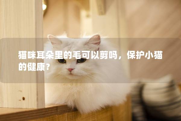 猫咪耳朵里的毛可以剪吗，保护小猫的健康？