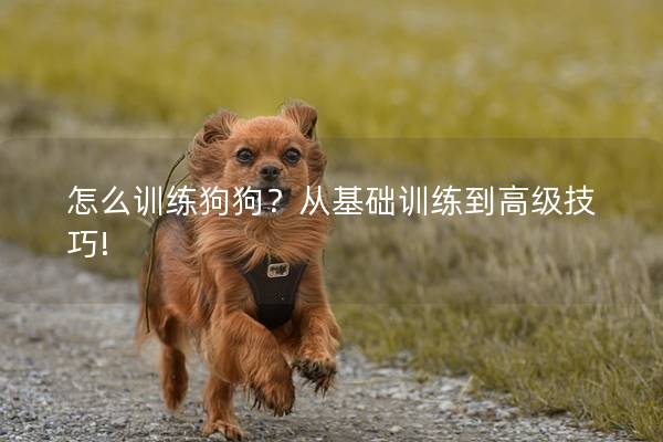 怎么训练狗狗？从基础训练到高级技巧!