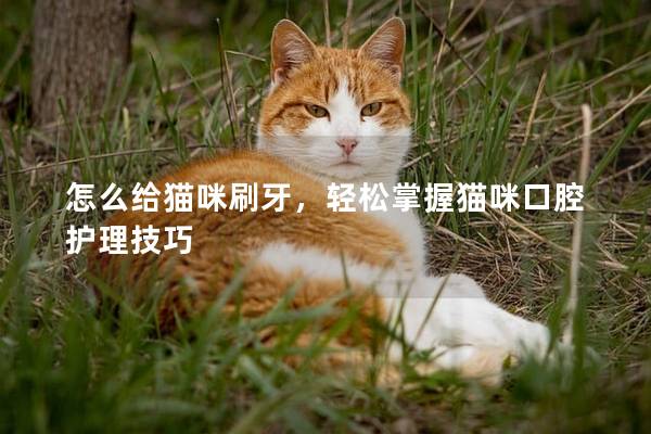 怎么给猫咪刷牙，轻松掌握猫咪口腔护理技巧