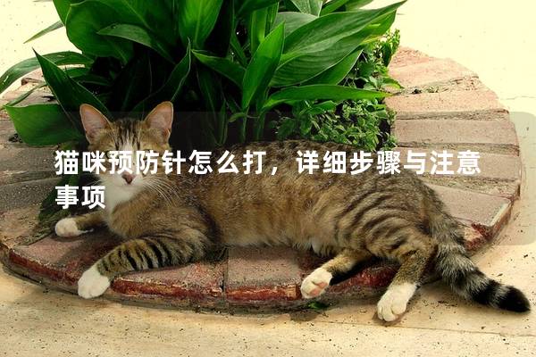 猫咪预防针怎么打，详细步骤与注意事项