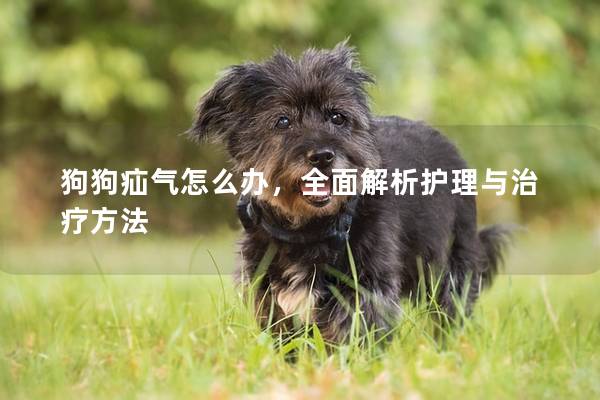狗狗疝气怎么办，全面解析护理与治疗方法