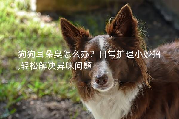狗狗耳朵臭怎么办？日常护理小妙招,轻松解决异味问题