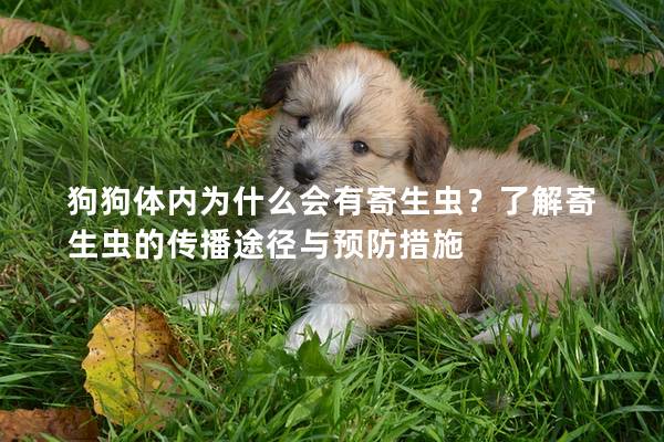 狗狗体内为什么会有寄生虫？了解寄生虫的传播途径与预防措施