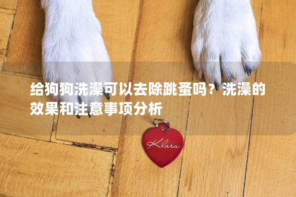 给狗狗洗澡可以去除跳蚤吗？洗澡的效果和注意事项分析