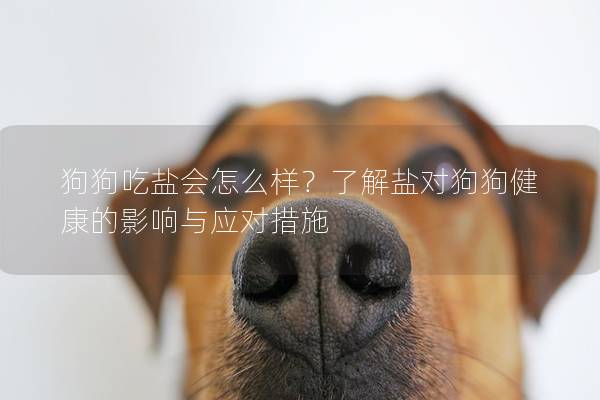 狗狗吃盐会怎么样？了解盐对狗狗健康的影响与应对措施
