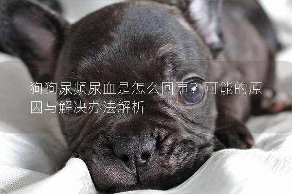 狗狗尿频尿血是怎么回事？可能的原因与解决办法解析