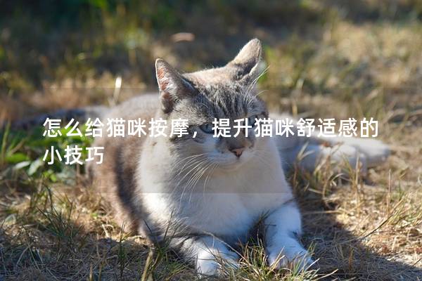 怎么给猫咪按摩，提升猫咪舒适感的小技巧