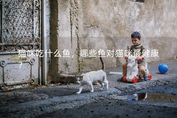 猫咪吃什么鱼，哪些鱼对猫咪最健康？