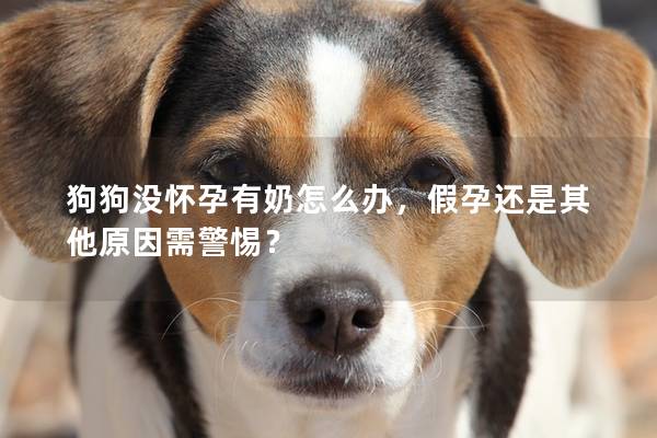 狗狗没怀孕有奶怎么办，假孕还是其他原因需警惕？