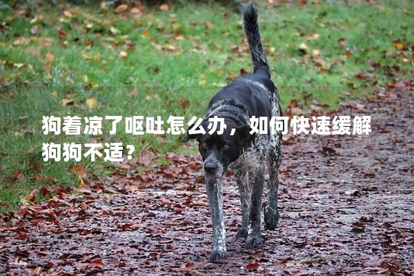 狗着凉了呕吐怎么办，如何快速缓解狗狗不适？
