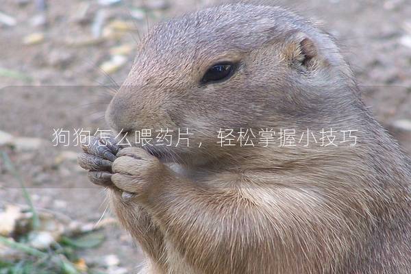 狗狗怎么喂药片，轻松掌握小技巧