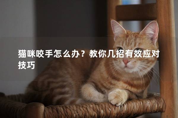 猫咪咬手怎么办？教你几招有效应对技巧