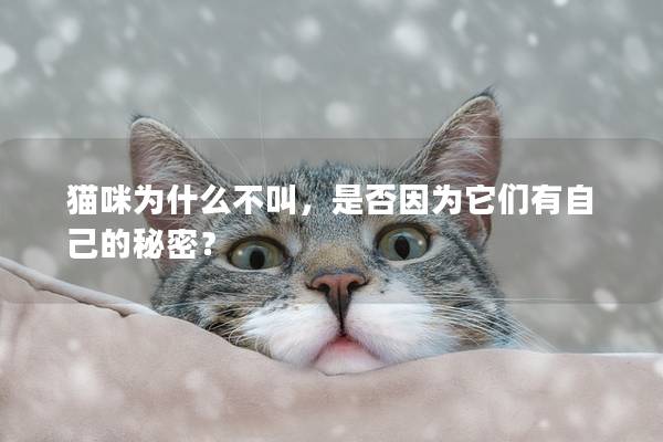 猫咪为什么不叫，是否因为它们有自己的秘密？