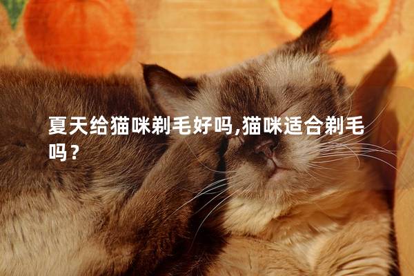 夏天给猫咪剃毛好吗,猫咪适合剃毛吗？